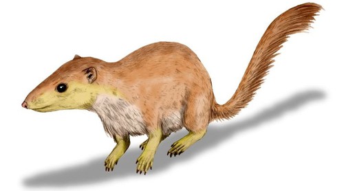 Tại sao loài người chúng ta lại ăn thịt? - ảnh 1