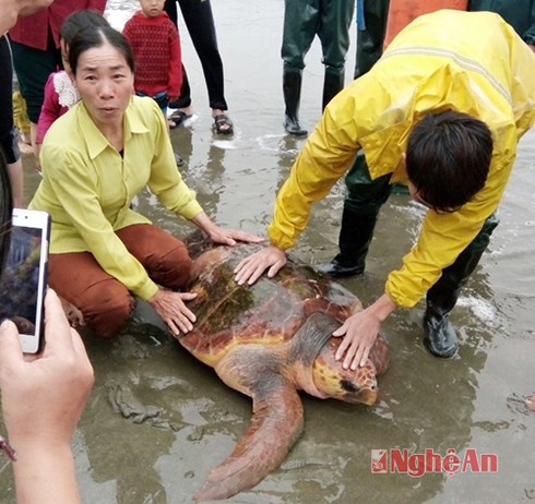 Từ chối 300 triệu, ngư dân nghèo Nghệ An thả rùa quý hiếm về biển - ảnh 1