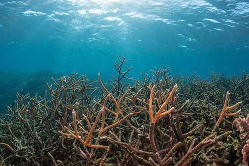 Nguy cơ axit hóa các đại dương - ảnh 1