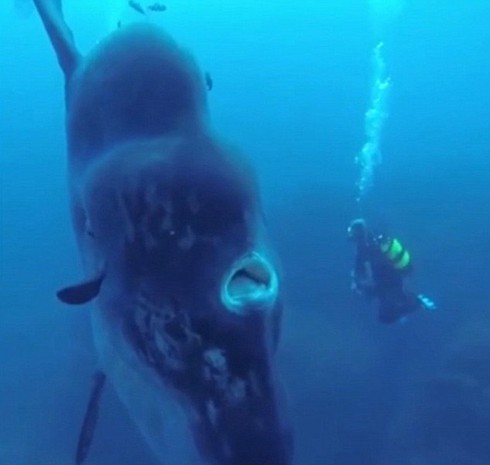 Video: Cá mặt trăng khổng lồ - ảnh 1