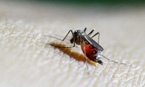 Phân biệt sự khác nhau giữa virus, vi khuẩn và kí sinh trùng - ảnh 3