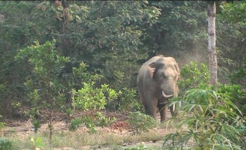 Voi rừng lệch ngà xuất hiện gần khu dân cư ở Đồng Nai - ảnh 1