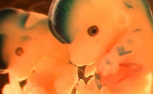 Trung Quốc phát triển thành công phôi động vật trong vũ trụ - ảnh 1