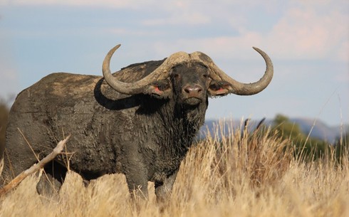 Trâu sừng cong đắt nhất thế giới giá 12 triệu USD - ảnh 1