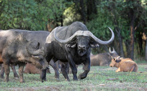 Trâu sừng cong đắt nhất thế giới giá 12 triệu USD - ảnh 2