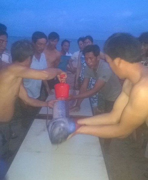 Cá hố dài gần 3m chết trôi dạt vào biển Phan Thiết - ảnh 2