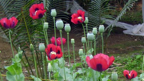 Cây Anh túc - thuốc phiện có nguồn gốc từ đâu? - ảnh 1