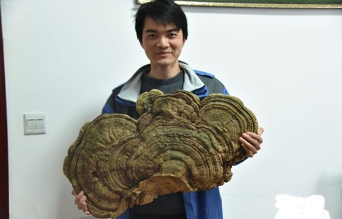 Nấm linh chi trăm tuổi mọc dưới gốc cổ thụ - ảnh 1