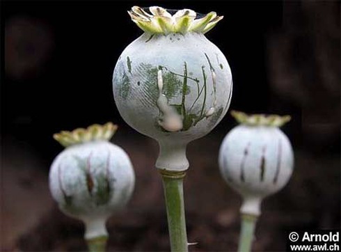 Cây Anh túc - thuốc phiện có nguồn gốc từ đâu? - ảnh 2