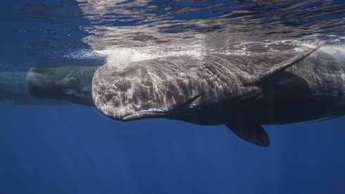 Tại sao chúng ta không thể lặn sâu như cá? - ảnh 6