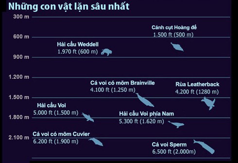 Tại sao chúng ta không thể lặn sâu như cá? - ảnh 5