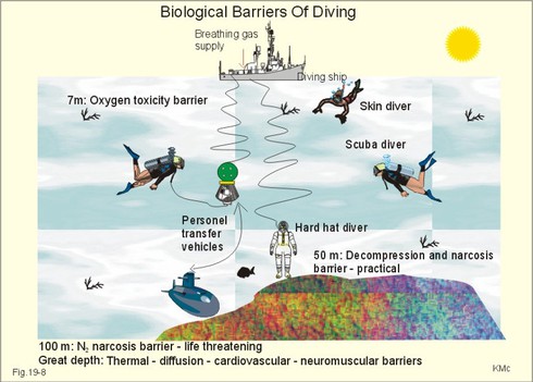 Tại sao chúng ta không thể lặn sâu như cá? - ảnh 2