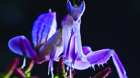 “Sát thủ” trong dáng vóc một loài hoa - ảnh 1