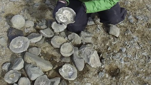 Phát hiện hóa thạch khủng long ở Nam Cực - ảnh 1