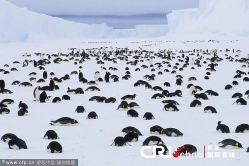 Động vật tự tử - bí ẩn về