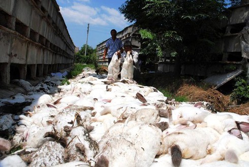 Động vật tự tử - bí ẩn về