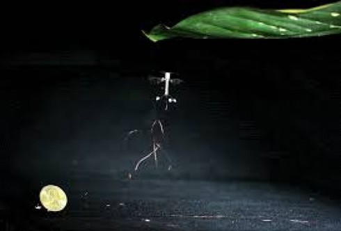 Bám dính như 'robot ruồi bay' - ảnh 1