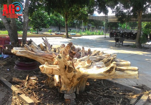 Thú vị nghề chơi… gốc cây - ảnh 1