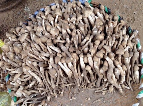 1kg nấm mối đầu mùa... có giá nửa triệu - ảnh 1