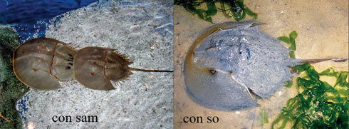 Phân biệt sam biển và so biển để tránh bị ngộ độc - ảnh 2