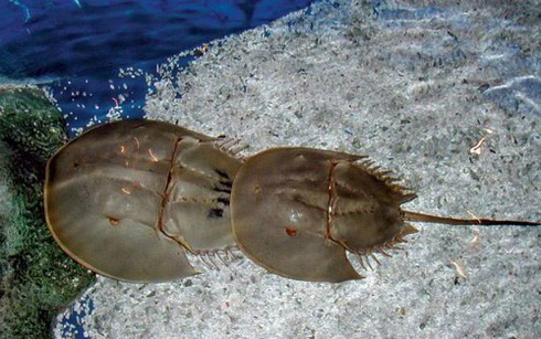 Phân biệt sam biển và so biển để tránh bị ngộ độc - ảnh 1