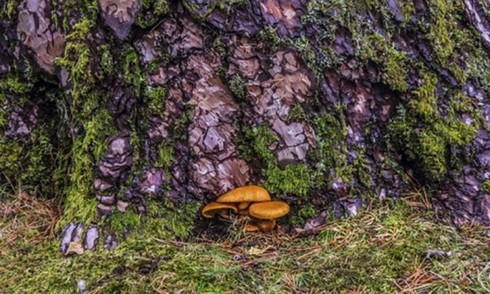 Loại nấm ma thuật giúp trị chứng trầm cảm - ảnh 1