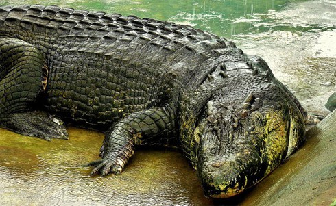 Cá sấu lớn nhất hành tinh nặng hơn 1 tấn - ảnh 1