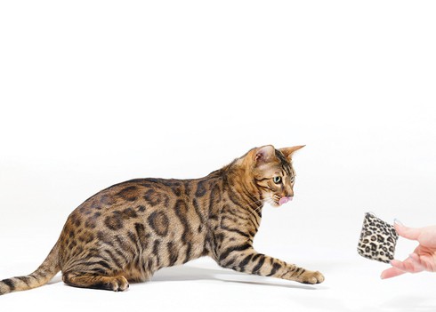 Nhờ “học giỏi” vật lý, mèo săn mồi hiệu quả hơn - ảnh 1