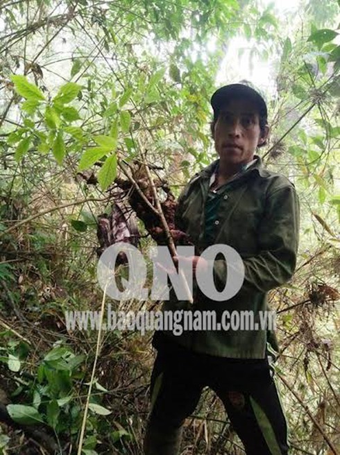 Đào được củ sâm Ngọc Linh