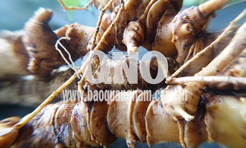 Đào được củ sâm Ngọc Linh