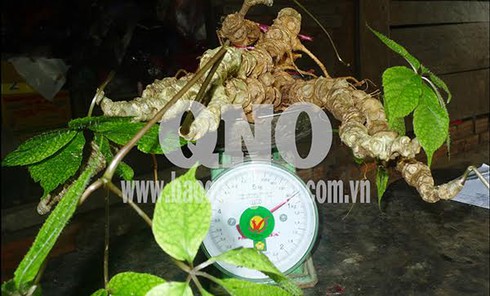 Đào được củ sâm Ngọc Linh