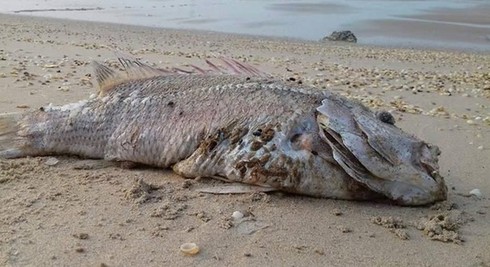 Nguyên nhân khiến cá chết tại miền Trung là gì? - ảnh 1