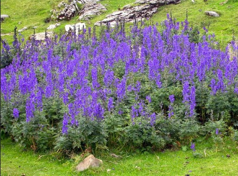 Chiêm ngưỡng loài hoa “nữ hoàng độc dược” của Việt Nam - ảnh 2