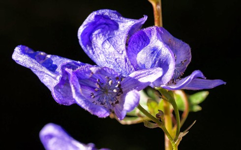 Chiêm ngưỡng loài hoa “nữ hoàng độc dược” của Việt Nam - ảnh 3