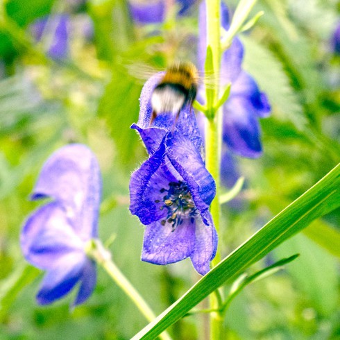 Chiêm ngưỡng loài hoa “nữ hoàng độc dược” của Việt Nam - ảnh 5