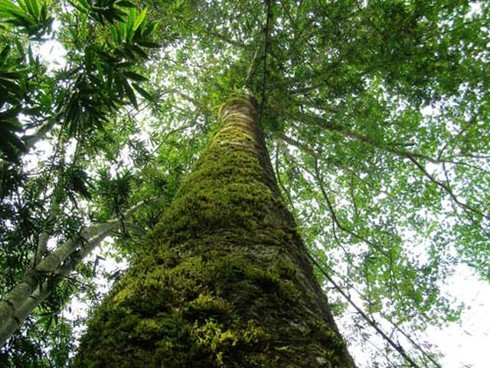 Khiếp sợ loài cây độc giết người trong 7 bước đi của Việt Nam - ảnh 2