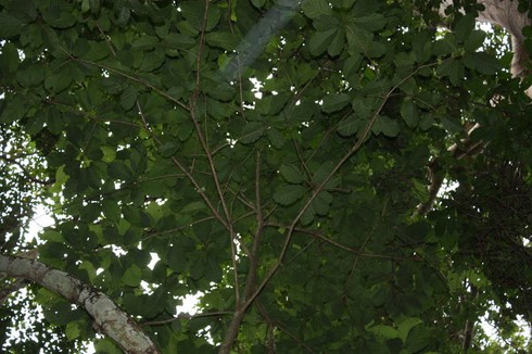 Khiếp sợ loài cây độc giết người trong 7 bước đi của Việt Nam - ảnh 7