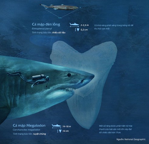 So sánh kích thước các loài cá mập trên thế giới - ảnh 4