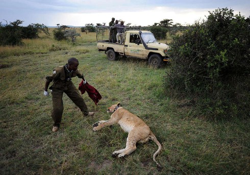 Sư tử đực rút mũi tên gây mê khỏi mình sư tử cái - ảnh 4