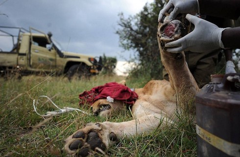 Sư tử đực rút mũi tên gây mê khỏi mình sư tử cái - ảnh 5