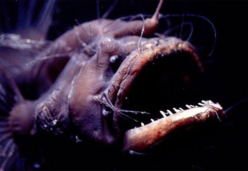 Kiểu sinh sản kỳ quặc của loài cá quỷ Anglerfish - ảnh 1