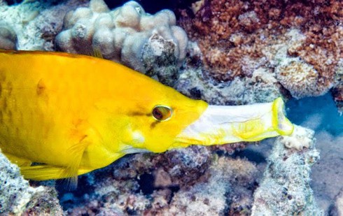 Loài cá có cái miệng xấu nhất quả đất! - ảnh 1