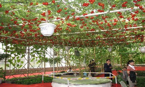 Cây cà chua bạch tuộc cho 32.000 quả mỗi lần thu hoạch - ảnh 5