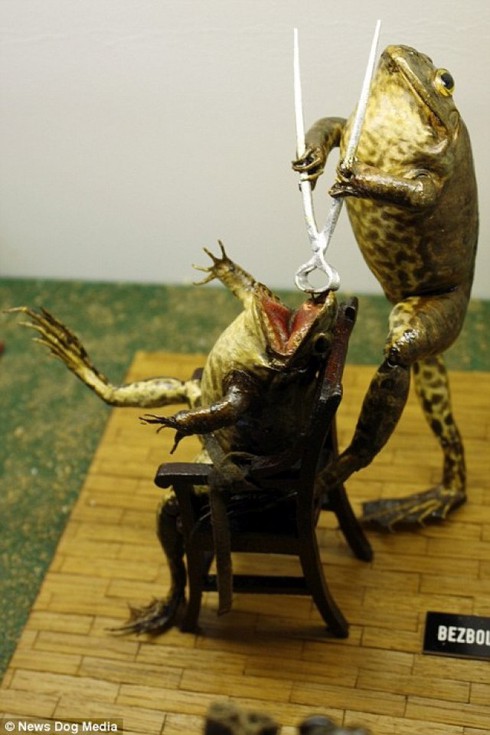 Độc đáo bảo tàng… ếch tại Croatia - ảnh 5