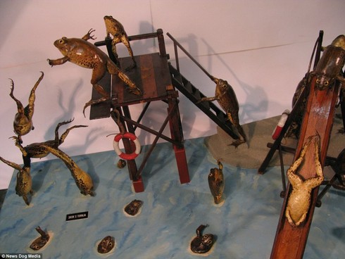 Độc đáo bảo tàng… ếch tại Croatia - ảnh 7