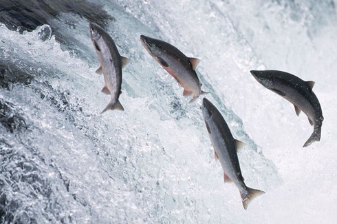 Cối xay nước thời Trung cổ là tội đồ phá hủy cân bằng sinh thái - ảnh 1