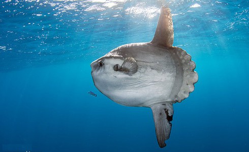 Cá mặt trăng quý hiếm trong sách đỏ Việt Nam - ảnh 3