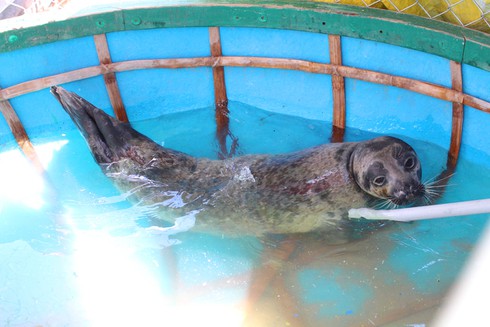 Hải cẩu bất ngờ xuất hiện ở bãi biển Tam Thanh, Quảng Nam - ảnh 1