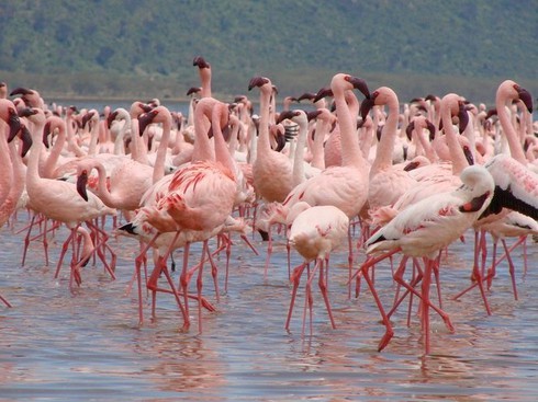 Kỳ thú cảnh quan Hệ thống hồ trong thung lũng nứt vỡ lớn của Kenya - ảnh 1