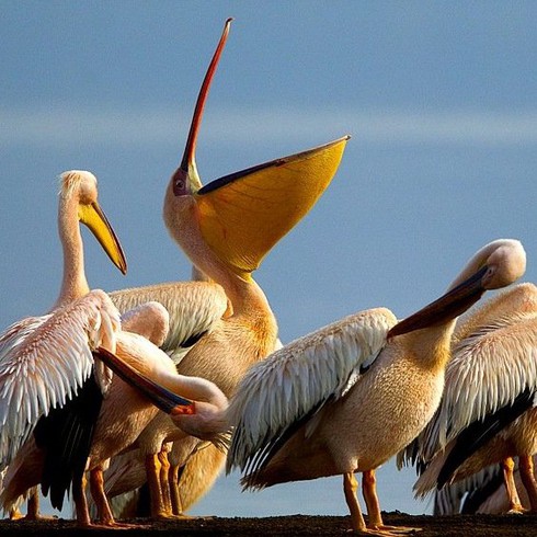 Kỳ thú cảnh quan Hệ thống hồ trong thung lũng nứt vỡ lớn của Kenya - ảnh 4